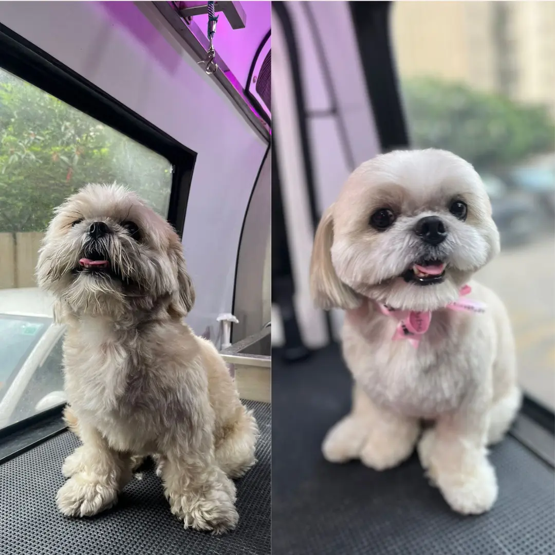Before and After Dog Grooming Transformation at Pamper Paws