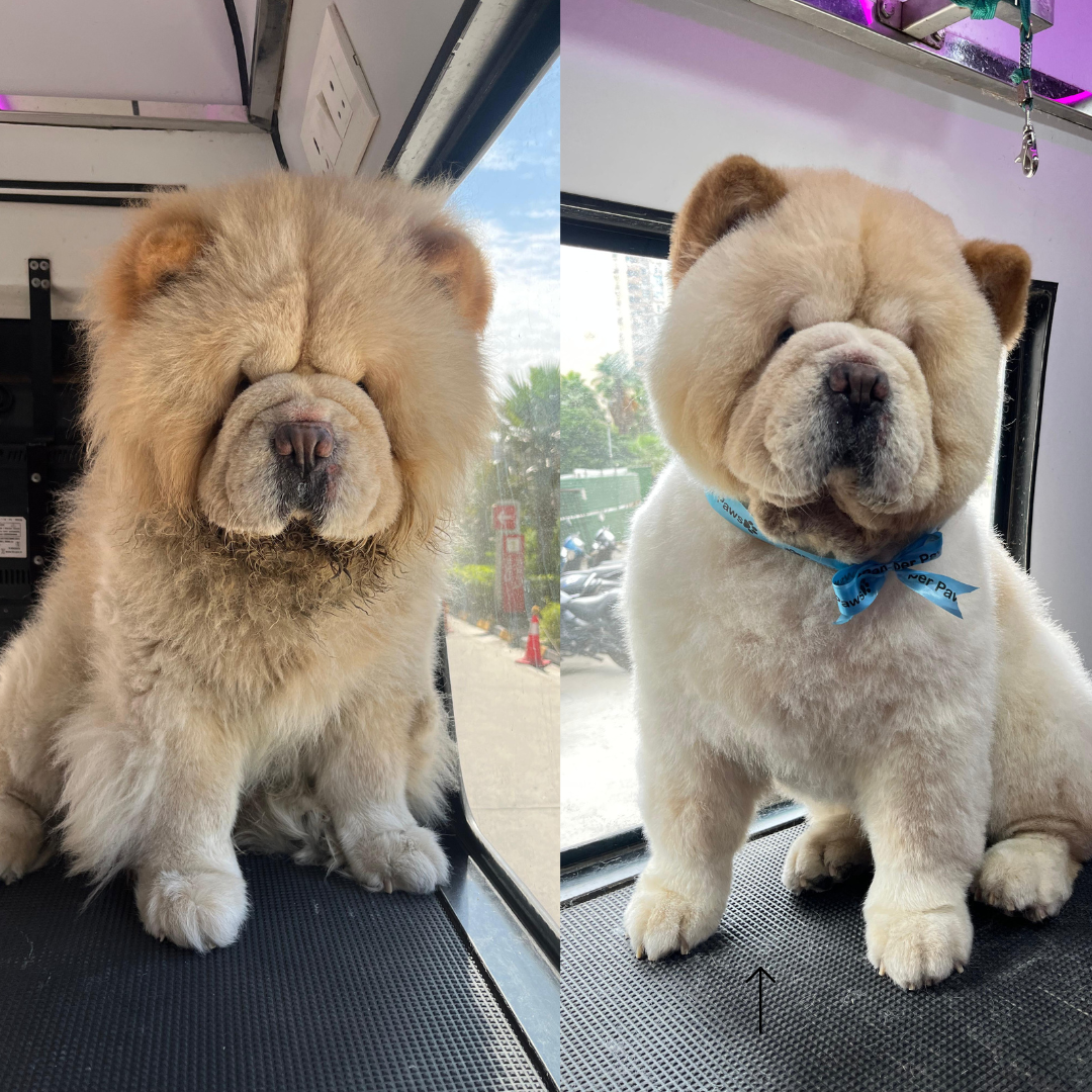 Pet Grooming Before and After Styling in Noida