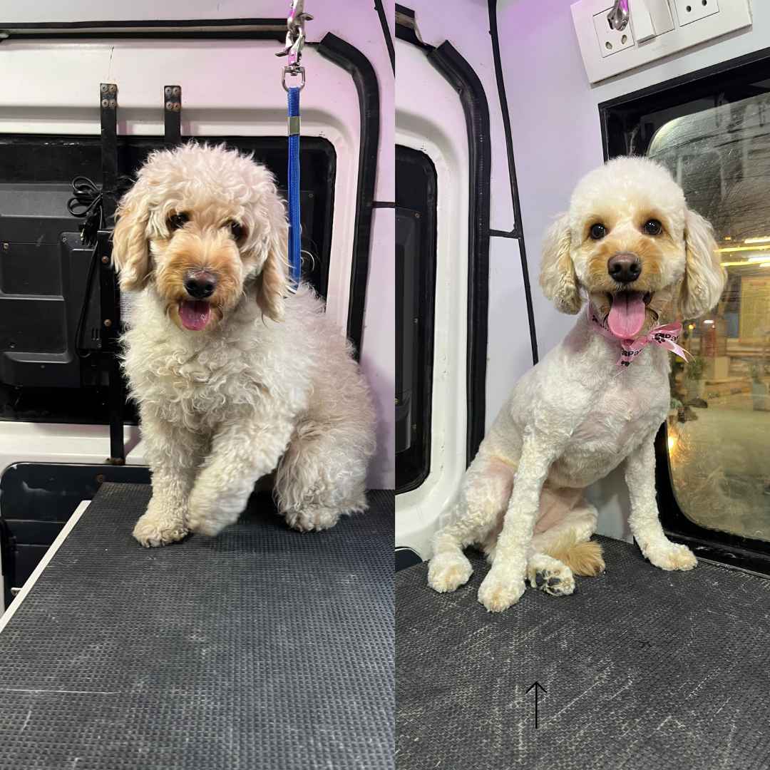 Fluffy Dog Makeover Before and After Grooming