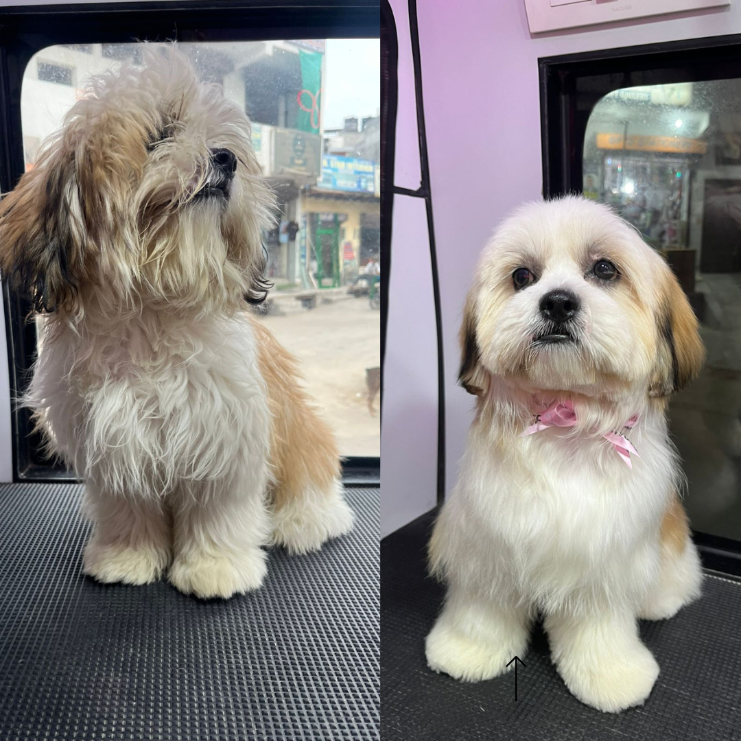 Cute Dog Before and After Professional Pet Spa Treatment